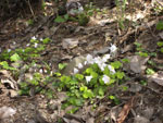© Holiday Lets Poland : Wood sorrel growing in woodland in early May
