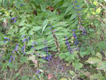 Blue autumn flowering plant found in the hills