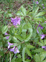 Mauve flowers with divided leaves