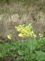 Southern Poland : yellow primula flowers in the spring