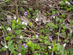 Violets growing on the forest floor
