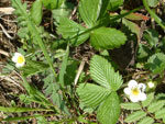Wild alpine strawberries growing by the side of forest paths