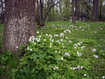© Holiday Lets Poland : Woodland white flowers in pleasing drifts