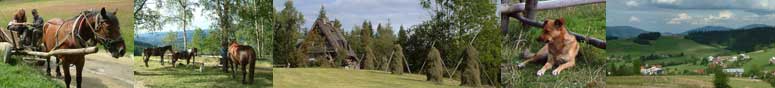 Poland selfcatering hoildays - rent a house for a family break