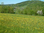 Dandelion meadow in May