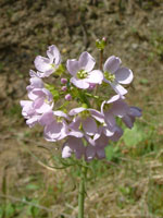 Wild flower: lilac beauty that grows freely in meadows around Rabka